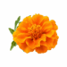 Vecteezy Bold Orange Marigold Flower Isolated On Transparent 51495214